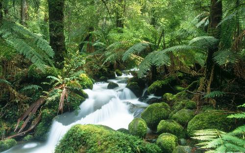 Small River in the Woods - Small hard flowing river in the woods