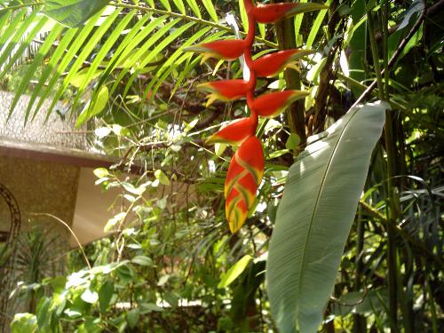 Bird of Paradise - This flower known as Bird of Paradise grows profusely in my garden. This flower remains on the plant for months together
