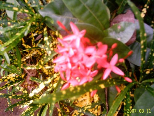 Ixora - This flower is known as Ixora which is pink in colour. There are several colours in this flower. It is a hardy plant and grows throughout the year. A must for every garden.