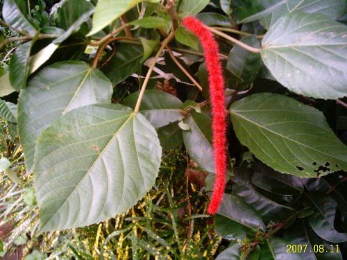 Tiger tail - This flower is known as Tiger Tail. It grows throught the year and remains on the plant for days togoether.