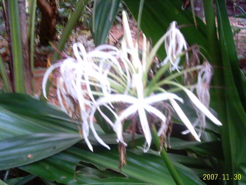 flowers - This is called spider lily and mostly grows in the rains. The plants has bulbs and they multiply very fast.