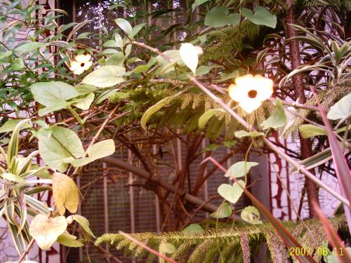 flowerws - These flowers are known as 'one-eyed susans' which grow on creepers. I have them in white and yellow. Once they enter your garden they will never go away