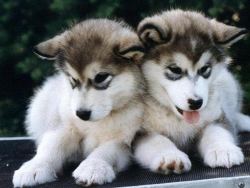 Puppies - Cute Puppies