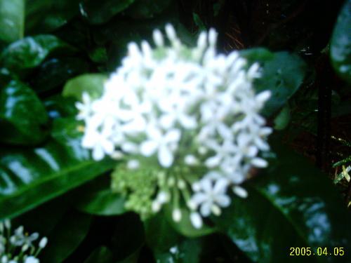 Flower - This is a white Ixora. Very easy to grow. The plants get multiplied by producing suckers.