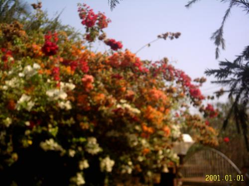 flowers - Bouganvillaes are a must in every garden. They add colour to a garden almost throughout the year