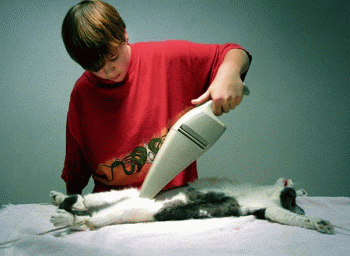 just the kitten like it - just the kitten like it