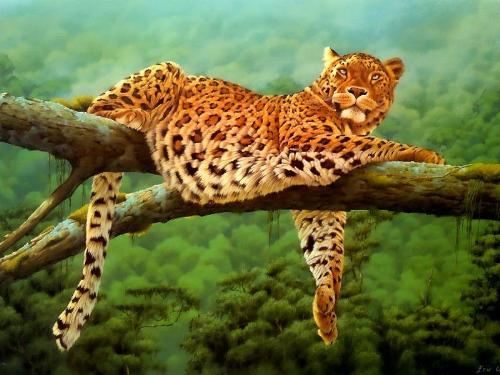 animal - nice