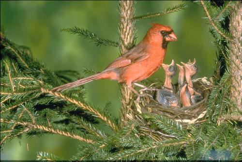 animal - animal so bird