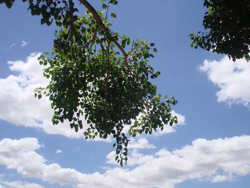 The sky - View of the sky. This photograph is taken from a village in Tamil Nadu
