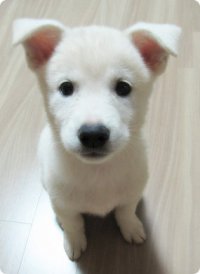 Cute White Dog - My friend's friend's cute little dog as she stares at the camera! She's so docile and quiet!