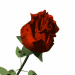 rose - This animated image shows the rose in different colours