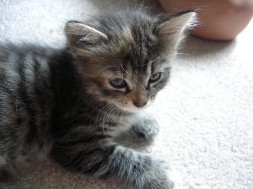 Hannity - Our new kitty cat Hannity...a gray tabby with a little bit of orange mixed in. A real sweetheart!