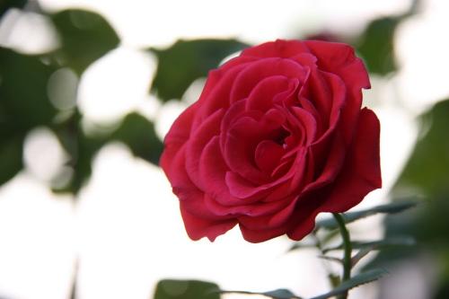 Red Rose - I love red rose very much, and it looks so charming.