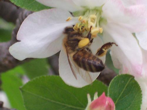 bee pic - im quite impressed with this one i managed to take with my digi camera. as most people would know, bees seem to move pretty quick in and out of flowers