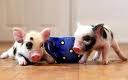 Have you heared of something about Micro Pig - Have you heared of something about Micro Pig? A pig as a household pet is really nothing new. 
