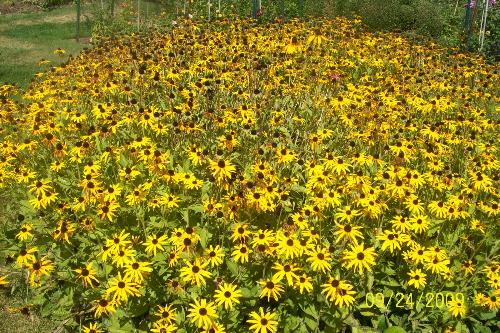 Black Eyed Susie's - Photo taken in Harkness Memorial Park in Waterford, Ct.. 2009