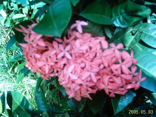 flowers - A pink ixora in full bloom. Not a common colour