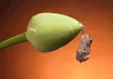 Still hangin' in - A little critter frog doin' what we all need to be doin'.