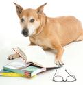 reading - a dog reading a book