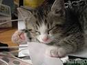 reading - a cat with a blank paper