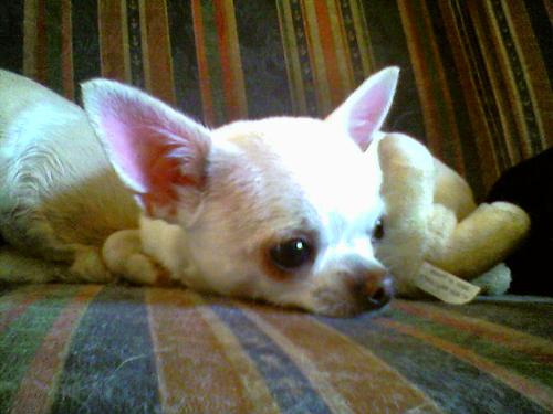 how cute - i like dogs