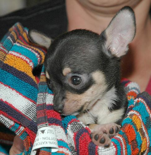 so little - i still like dogs :p