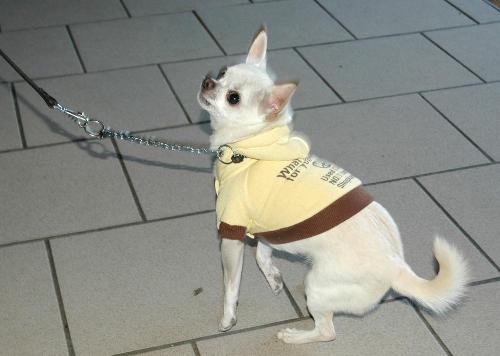 dogs - here's antother one of favorites