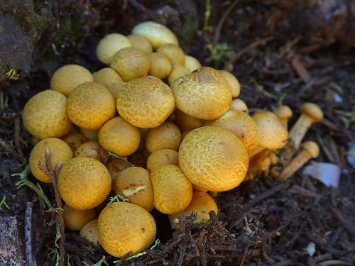 Mushrooms - Wild mushrooms growing in a bunch.