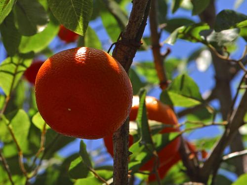Oranges - Oranges on a tree.