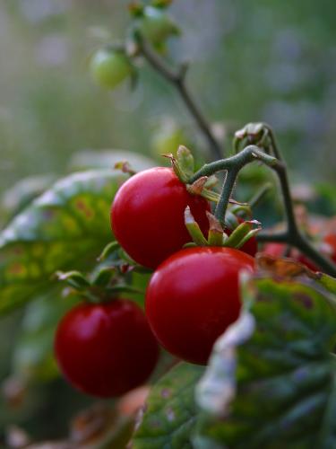 Cherry Tomatoes - Cherry tomatoes on a vine.