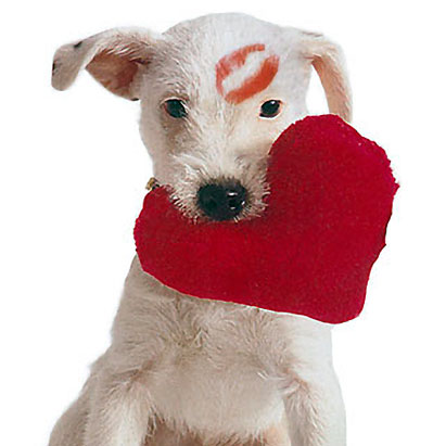 pets - photo of pets..!