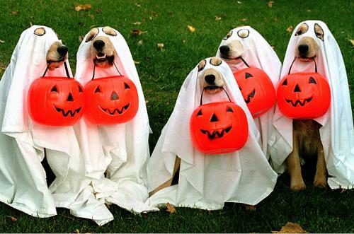 pets - photo of pets..!