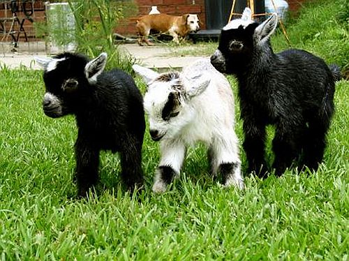pets - photo of pets..!