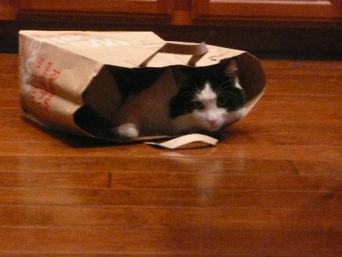 Oreo in bag - cat in bag playing