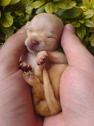 chihuahua baby - little chihuahua