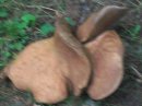 Mushrooms - Taken on the lawn at the cottage this summer
