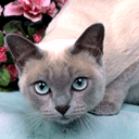 cat - Do you cat want about?