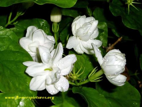 Jasmine Flowers - Jasmine flowers are really good which has nice fragrance. This flowers are used for many purpose like, Soaps, Perfumes, powder.. etc . It is one of my favorite flower.