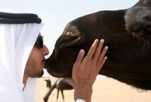 hani's camel - hani's camel taken at the ash sharqiyah during the company desert camp