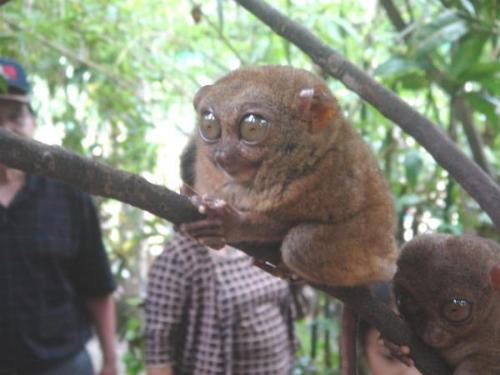 smallest monkey in the world - tarsier, smallest monkey in the world found in bohol, philippines