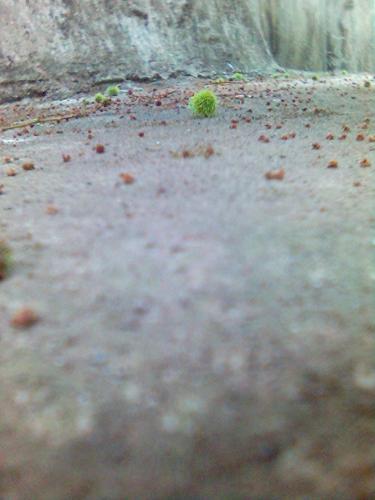 baby rambutan - rontok
