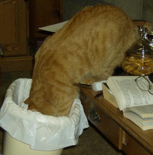 Curious Comet - My husband had put some scraps from dinner in the trash can and Comet apparently smelled them and was trying to reach them.