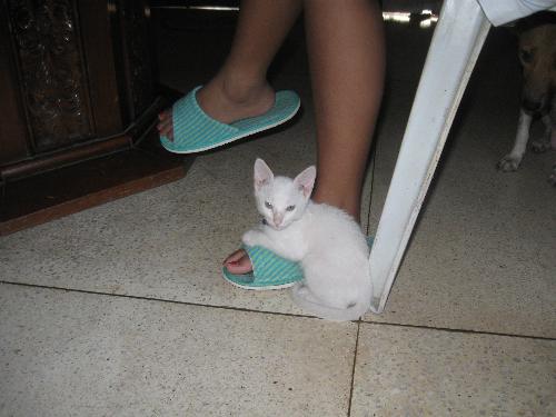 our kitten just loves to stay close to us - kitten on my daughter's foot
