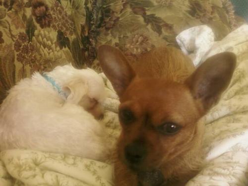 Baby and Moe - The two dogs taking a nap
