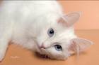 love  - love cats