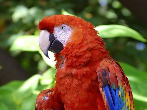 Macaw - This is a red macaw.
