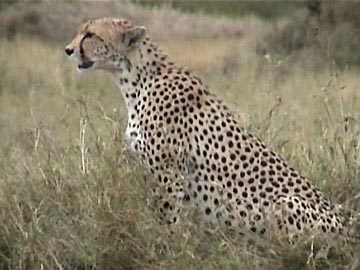 One cheetah  - The cheetah is see something.