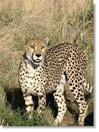One cheetah  - The cheetah see on the font.