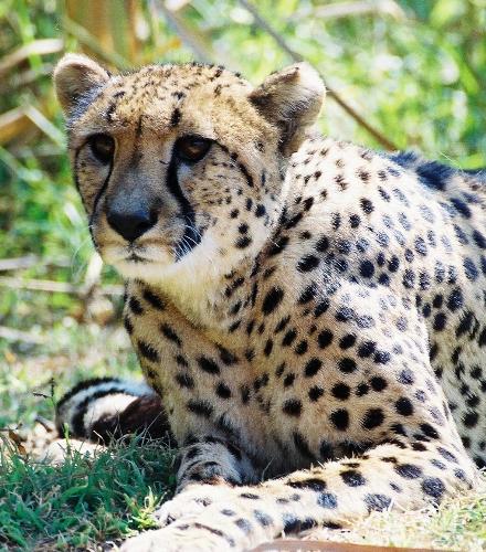One cheetah  - The cheetah is sit on the ground.