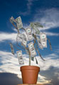 Money Plant - Hope all are interested to plant this in our house isn't it